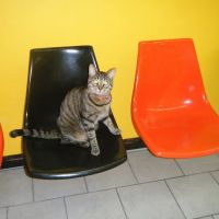 Chicago Pet Clinic ico
