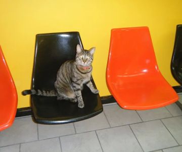 Chicago Pet Clinic