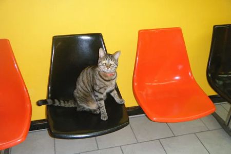 Chicago Pet Clinic