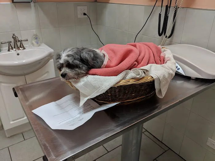 Chicago Pet Clinic 12