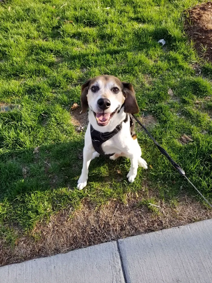Chicago Pet Clinic 12