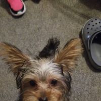 Diversey Animal Hospital ico