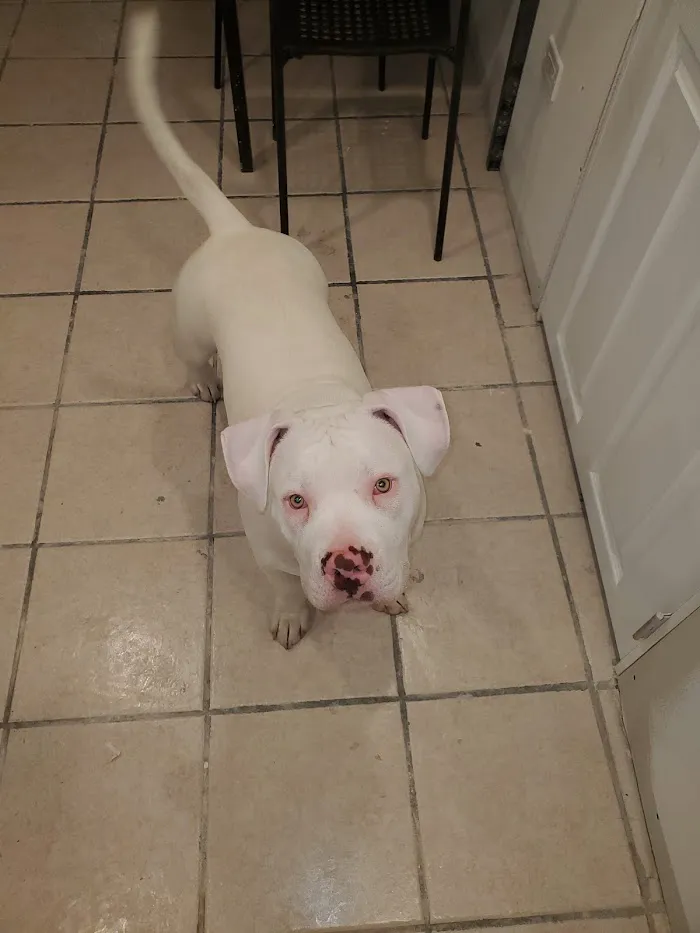 Diversey Animal Hospital 12