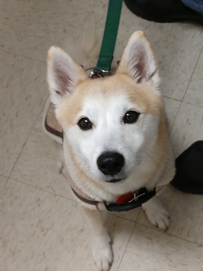 Diversey Animal Hospital 12