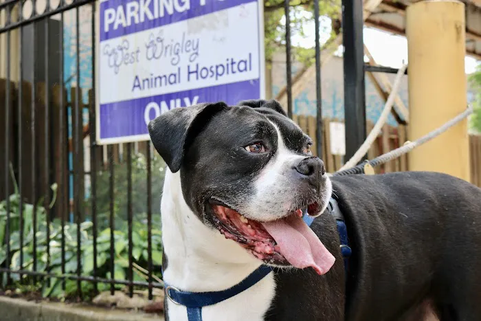West Wrigley Animal Hospital 12