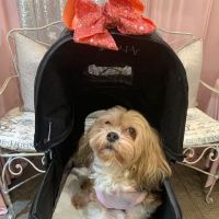 West Wrigley Animal Hospital ico