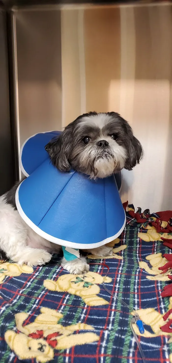 West Wrigley Animal Hospital 12