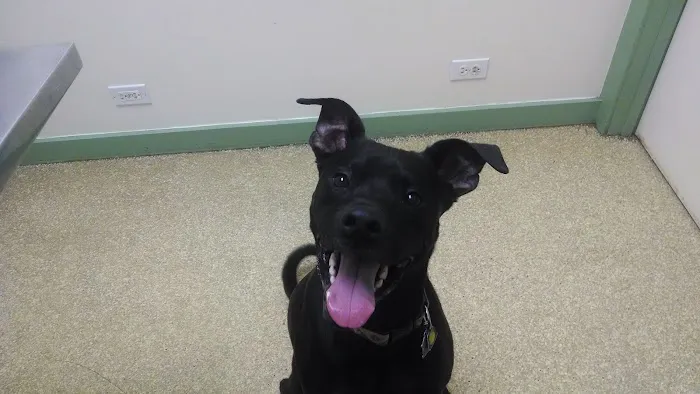Broadway Animal Hospital 12