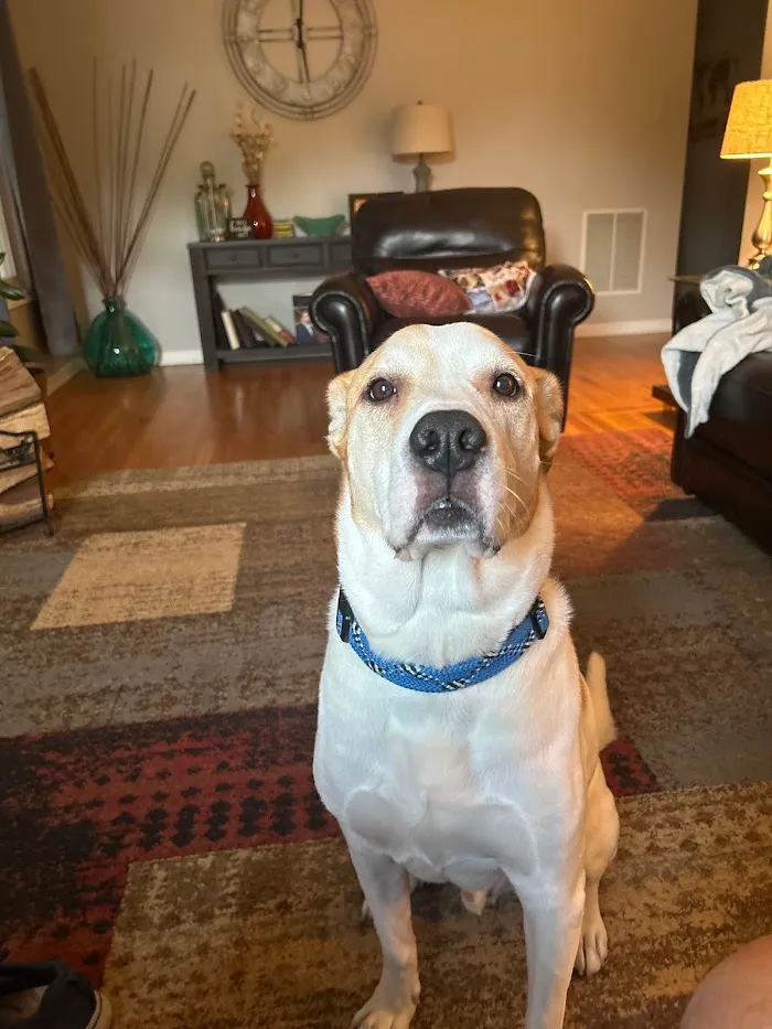 Broadway Animal Hospital 12