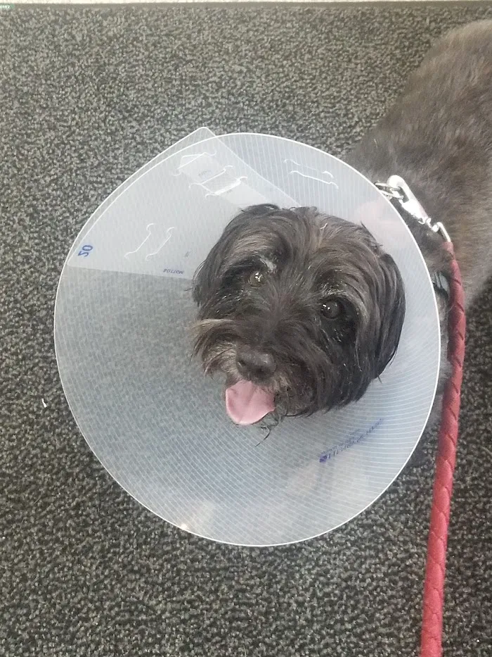 Mc Killip Animal Hospital Ltd: Stutzman Rachel DVM 12