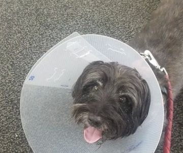Mc Killip Animal Hospital Ltd: Stutzman Rachel DVM
