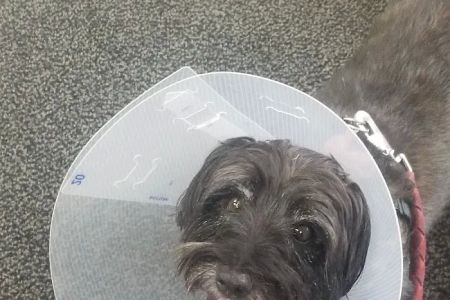Mc Killip Animal Hospital Ltd: Stutzman Rachel DVM