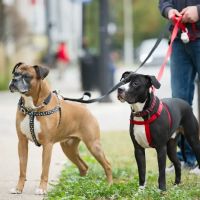 Animal Medical Center of Chicago ico