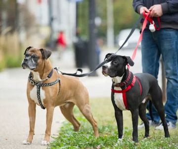 Animal Medical Center of Chicago