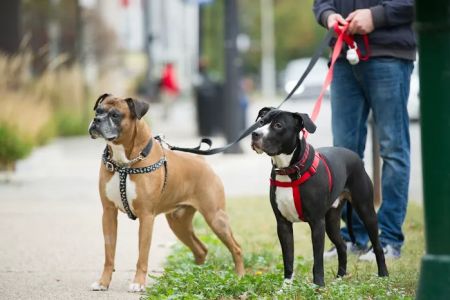 Animal Medical Center of Chicago