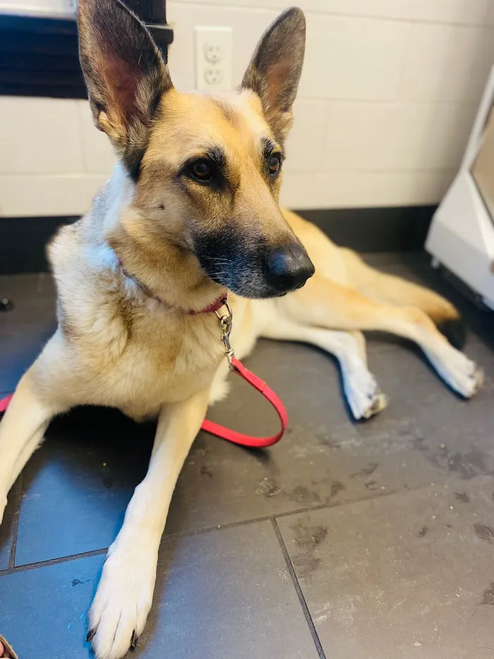 Animal Medical Center of Chicago 12