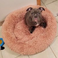 Higgins Animal Clinic ico
