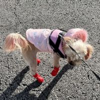 Cragin Animal Hospital ico
