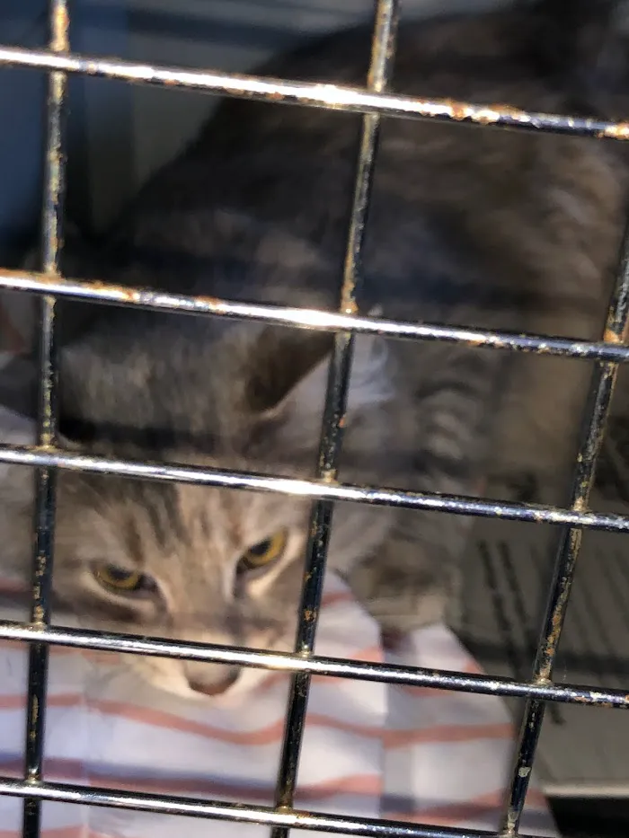 Cragin Animal Hospital 12