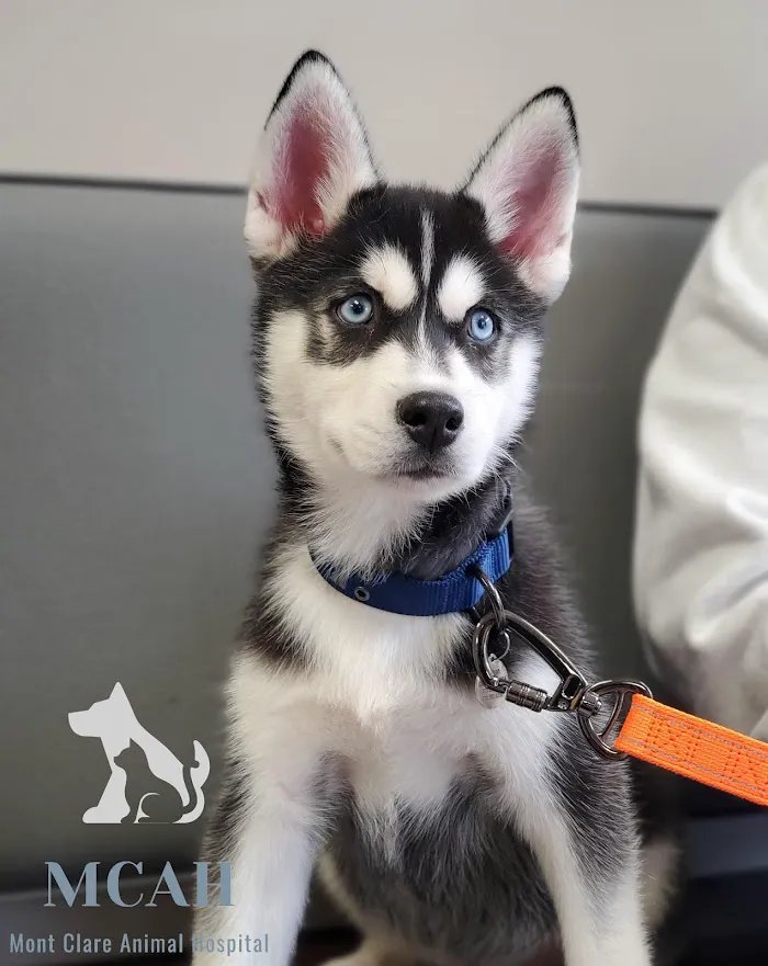 VCA Mont Clare Animal Hospital 5