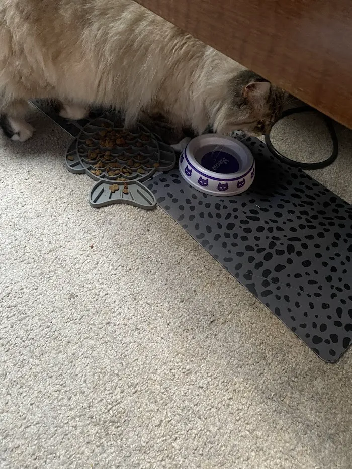 VCA Mont Clare Animal Hospital 7