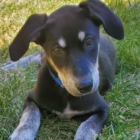 VCA Mont Clare Animal Hospital ico
