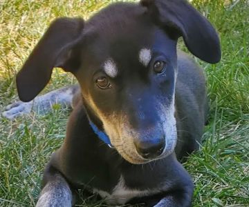 VCA Mont Clare Animal Hospital
