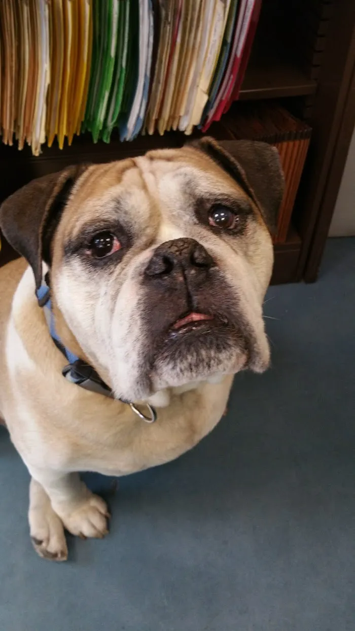 VCA Mont Clare Animal Hospital 6