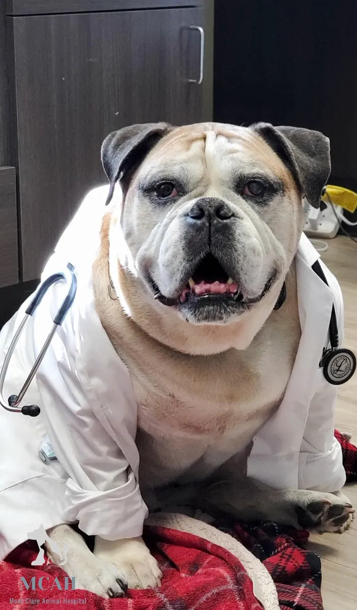 VCA Mont Clare Animal Hospital 8