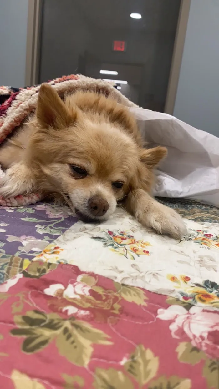 VCA Mont Clare Animal Hospital 9