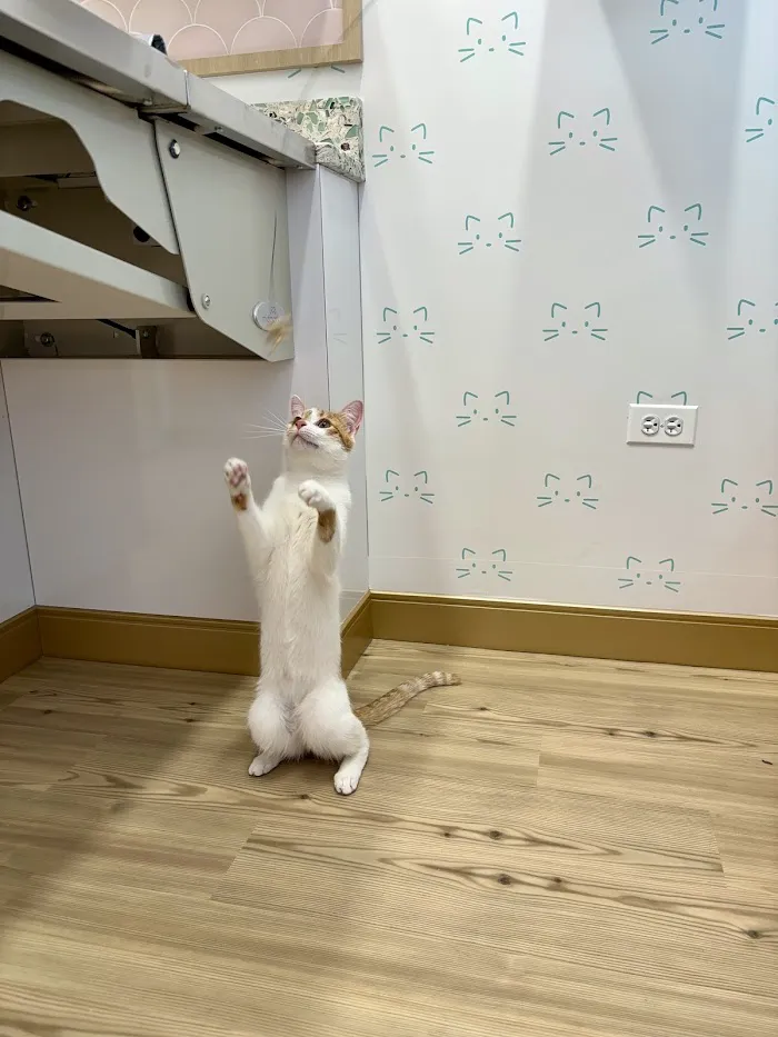 BLVD Cat 12