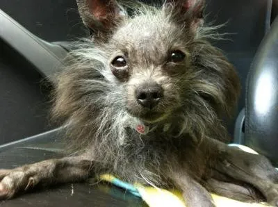 Integrative Pet Care 12