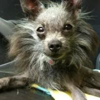 Integrative Pet Care ico