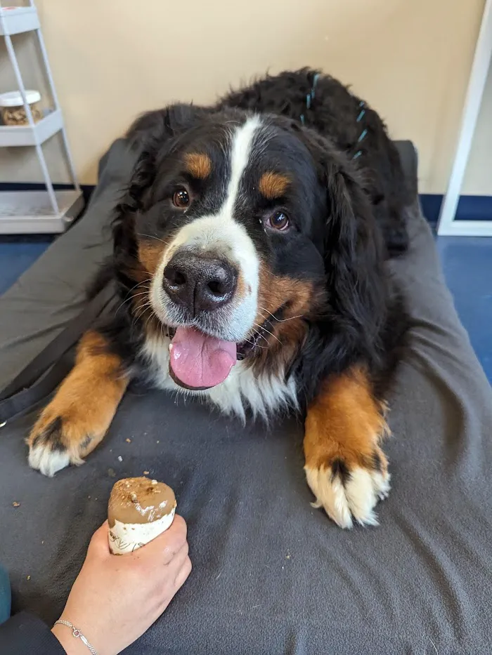 Integrative Pet Care 12