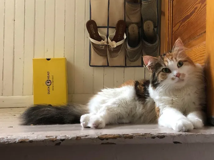 Animal Advocate Pet Hospital 12