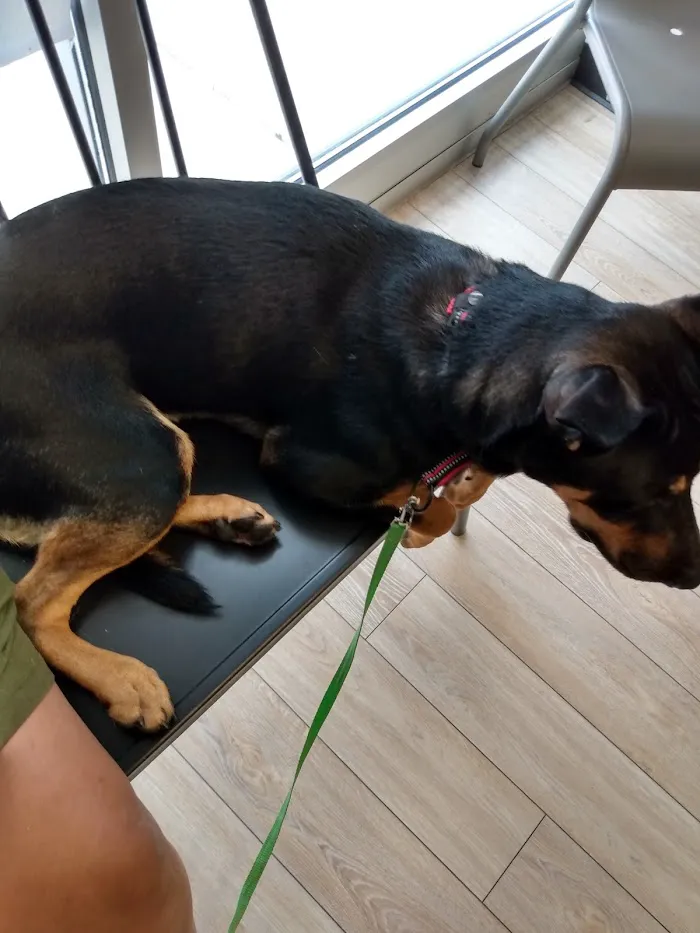 Animal Advocate Pet Hospital 12