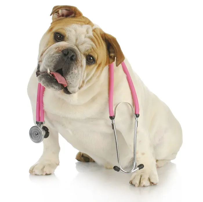 Animal Advocate Pet Hospital 12