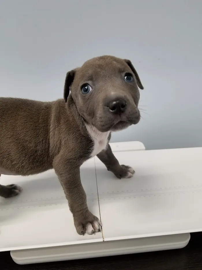 Bronzeville Animal Clinic 12