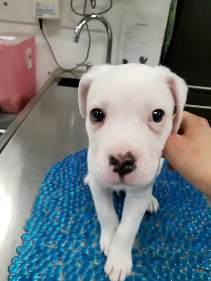Bronzeville Animal Clinic 12