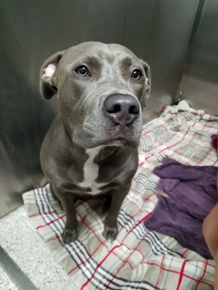 Bronzeville Animal Clinic 12