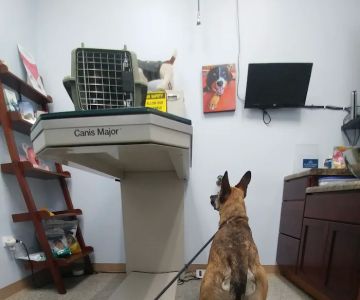 Bronzeville Animal Clinic