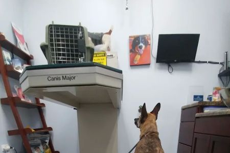 Bronzeville Animal Clinic