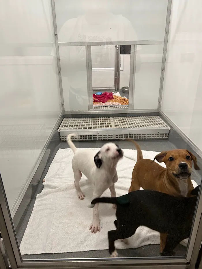 PAWS Chicago Medical Center & Lurie Clinic 3