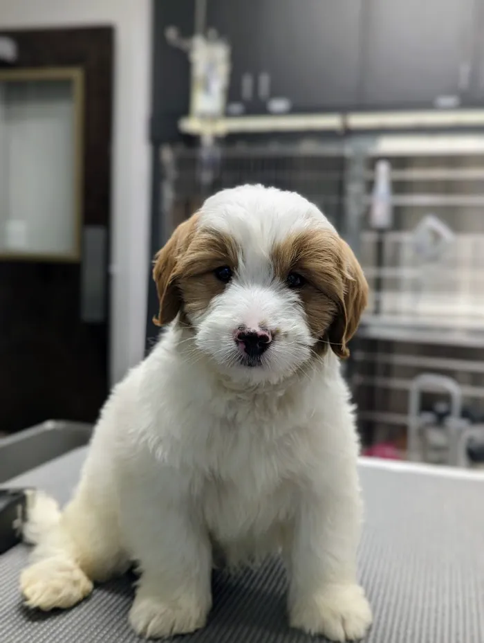 Partners Animal Hospital South Loop 4