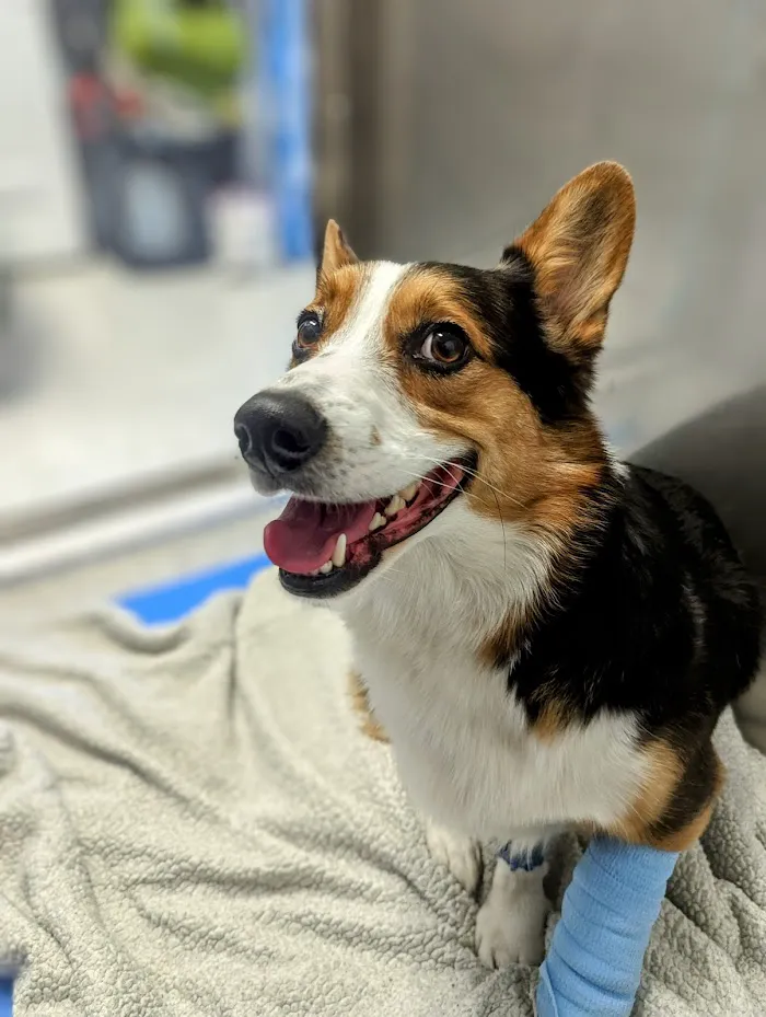 Partners Animal Hospital South Loop 6