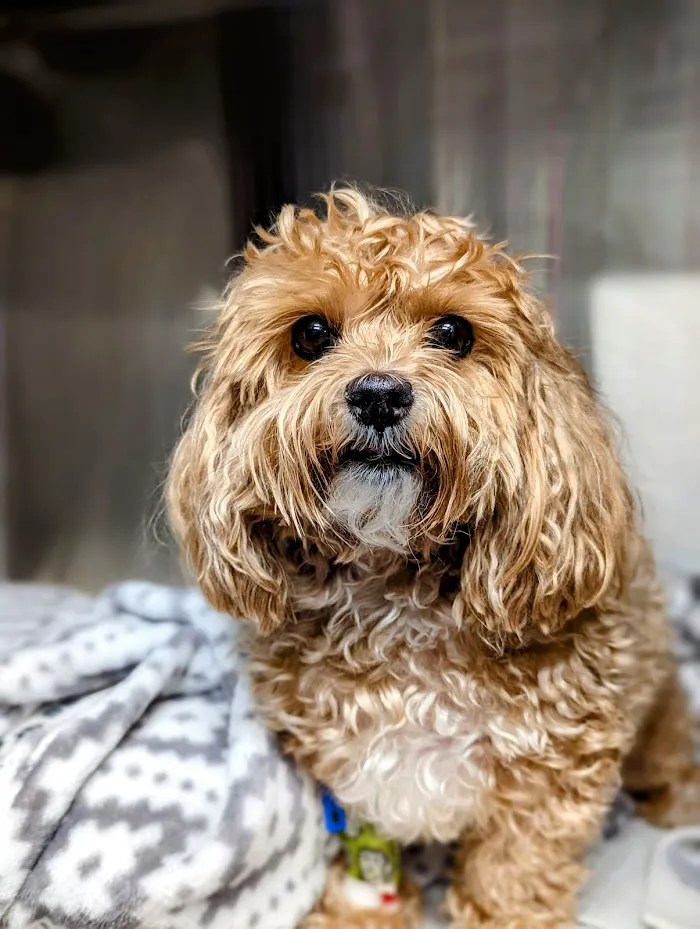 Partners Animal Hospital South Loop 5