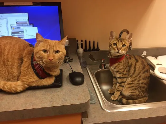 South Loop Animal Hospital 12