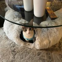 Partners Animal Hospital West Loop ico