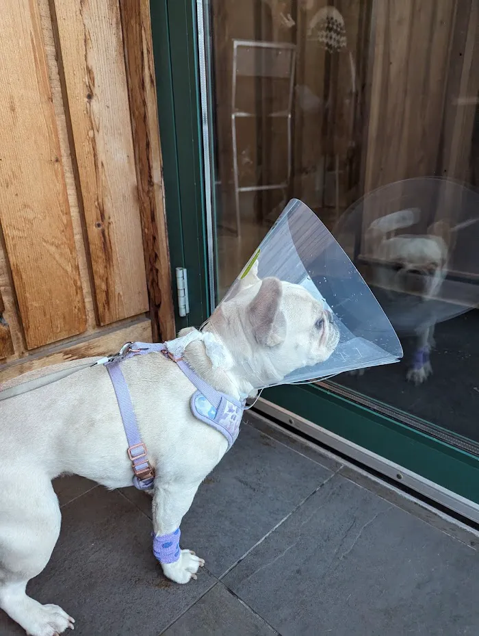 Bond Vet - Wicker Park 3