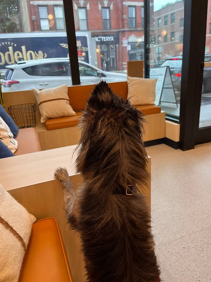 Bond Vet - Wicker Park 9